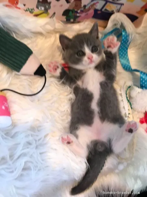 N.K 様のお迎えした子猫