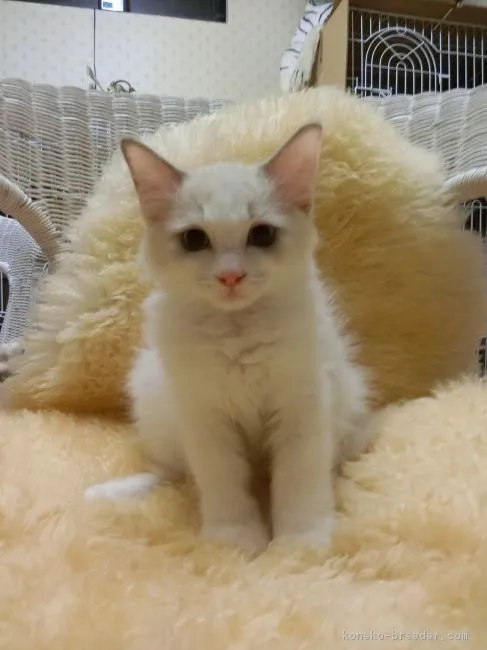 Ｓｎｏｗママ 様のお迎えした子猫