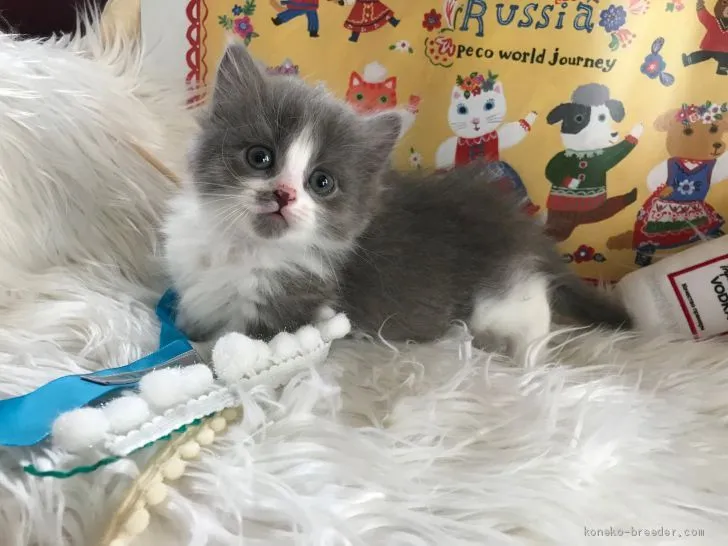 ID：2003-00659の子猫