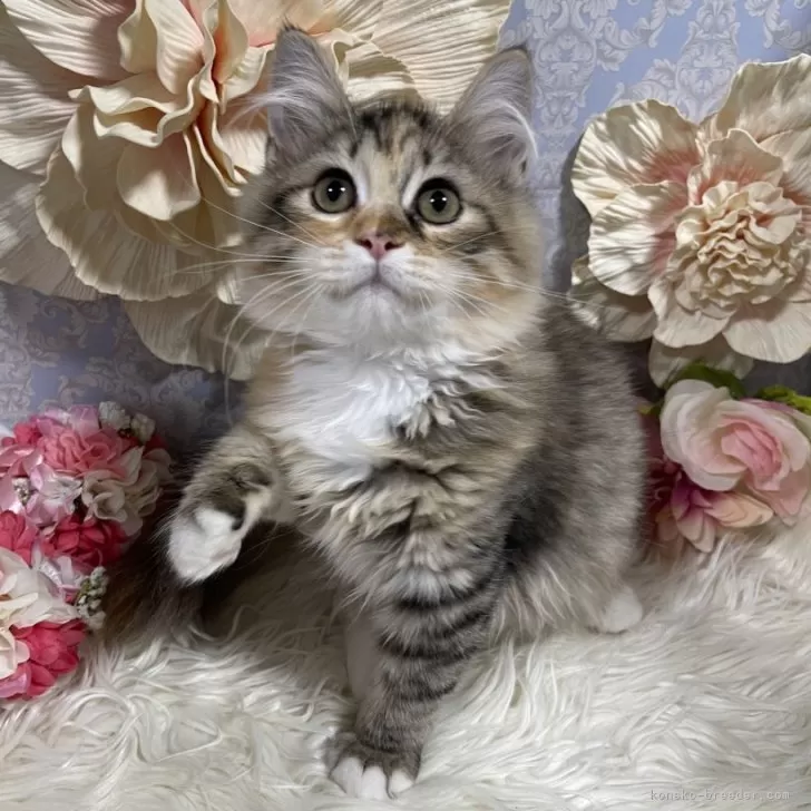 ID：2406-03763の子猫