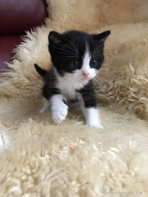 ID：1711-00601の子猫
