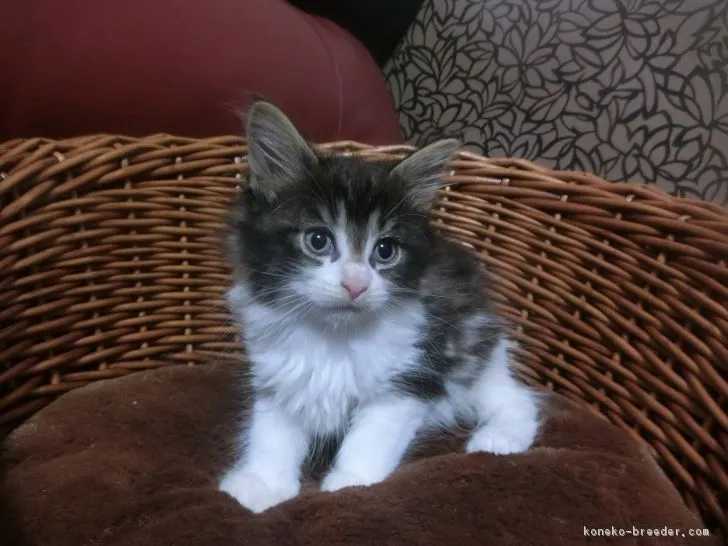 ID：1706-01161の子猫