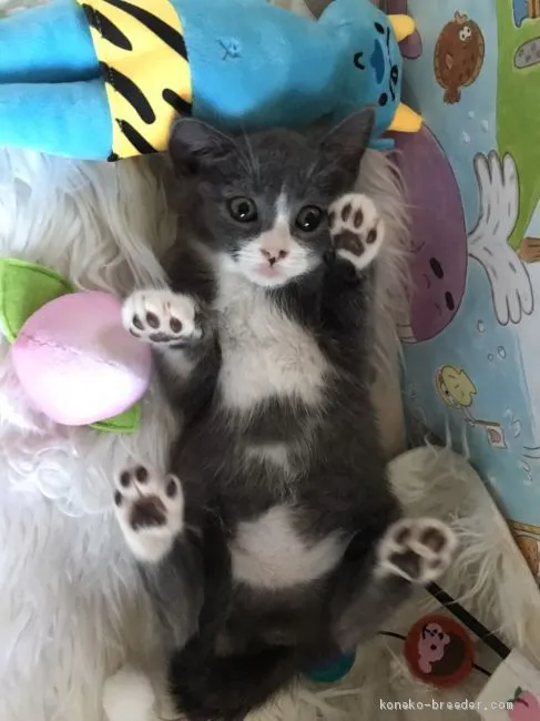 こぶた 様のお迎えした子猫