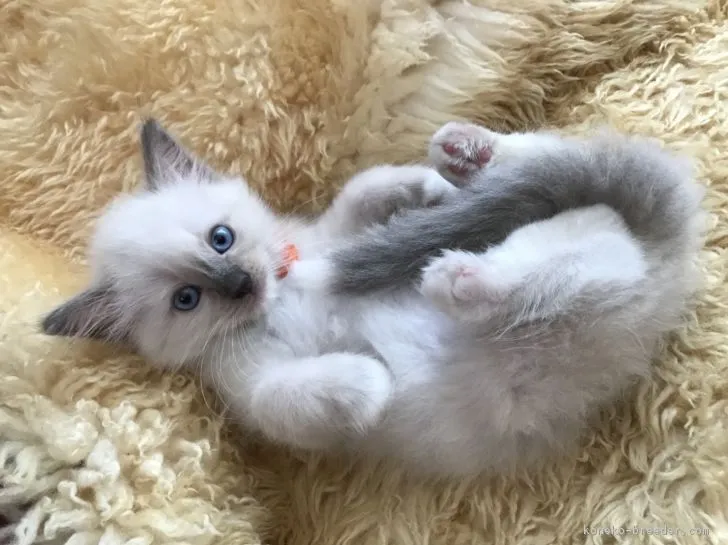 ID：1806-00410の子猫