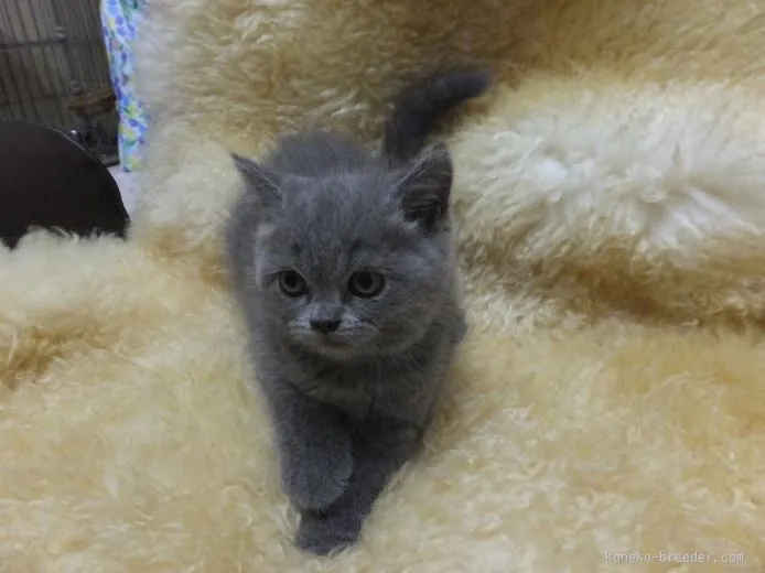 ID：1509-00096の子猫