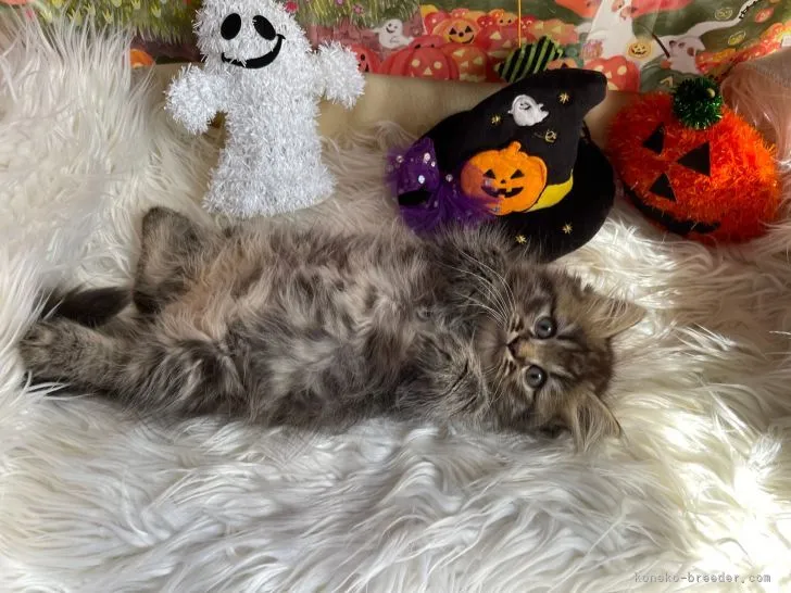 ID:2110-00494の子猫