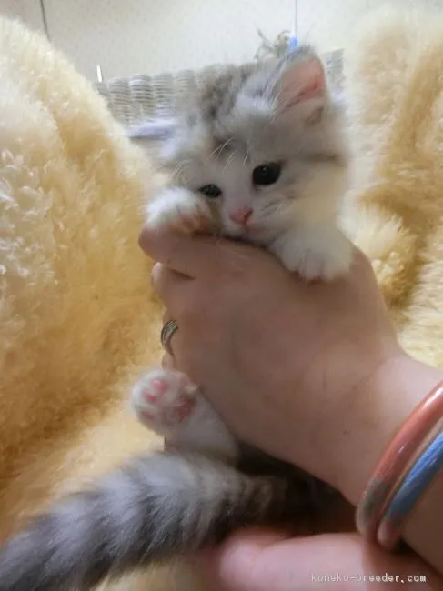 ID：1610-00440の子猫