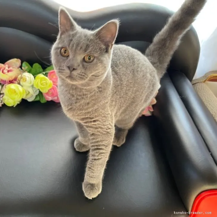 ID:2311-00326の子猫