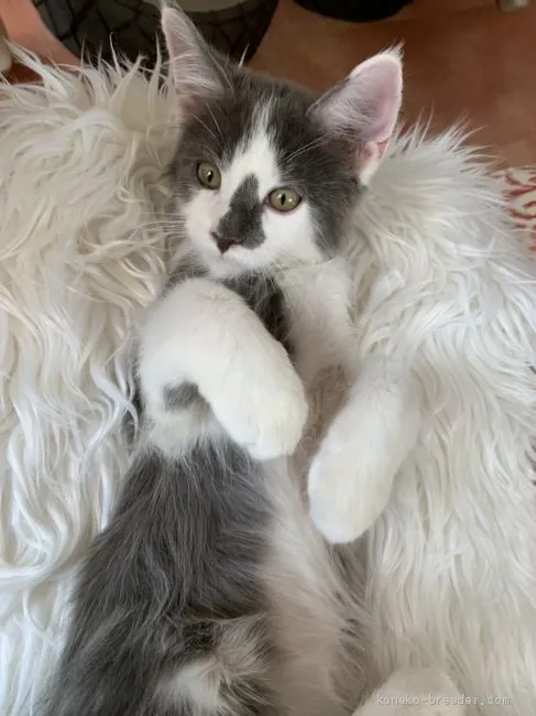 ビビママ 様のお迎えした子猫