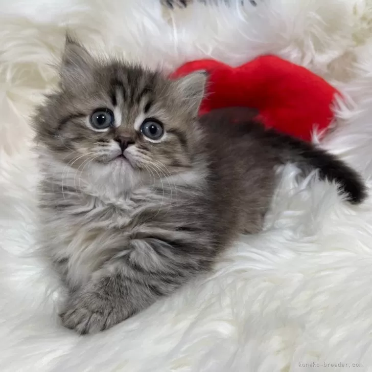 ID：2401-01191の子猫