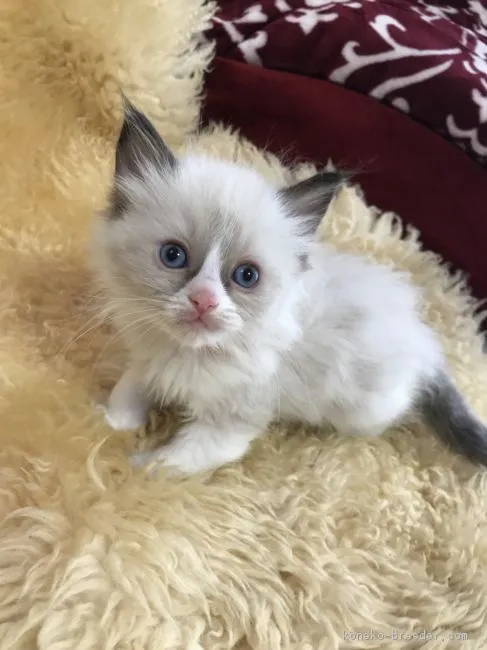 モア恵 様のお迎えした子猫
