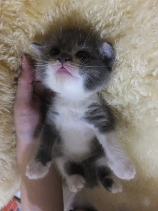ID：1509-00103の子猫