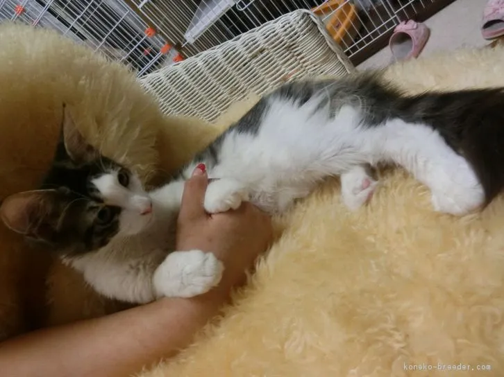 nicosan 様のお迎えした子猫