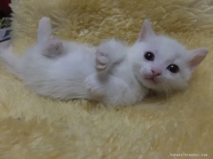 ID：1602-00413の子猫