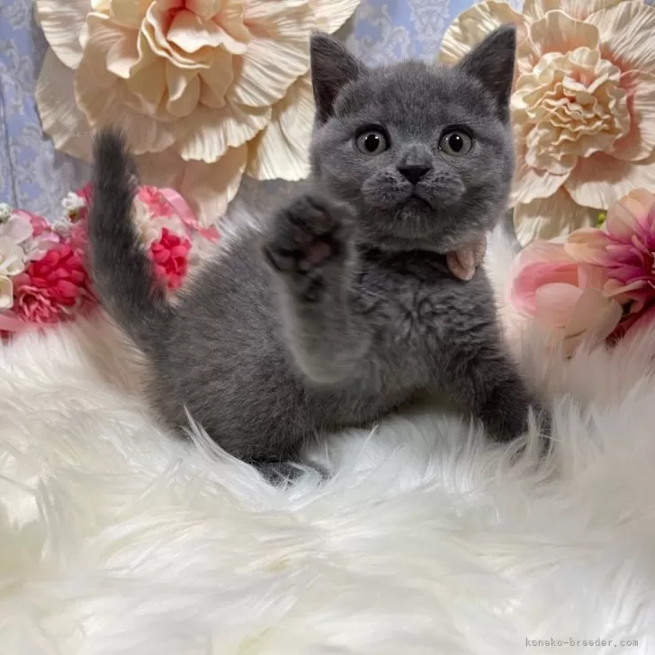 ID：2409-02169の子猫