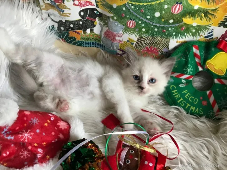 ID：2012-01226の子猫