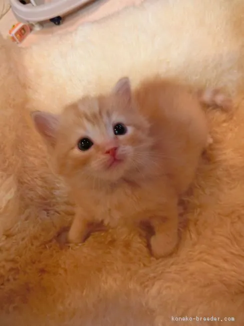 モグモグ 様のお迎えした子猫