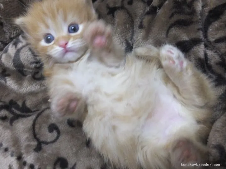 ID：1601-00048の子猫