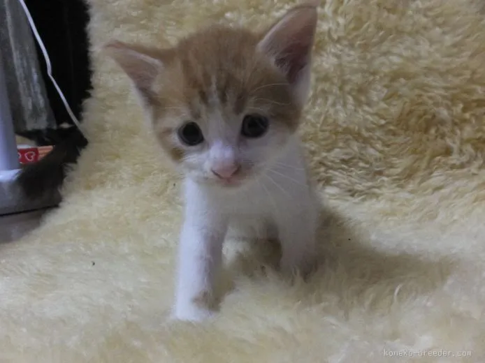 ID：1509-00099の子猫