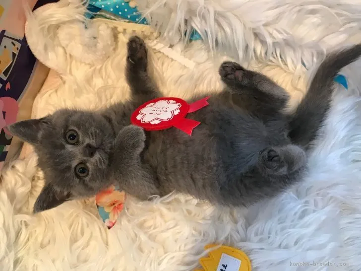 N.T 様のお迎えした子猫