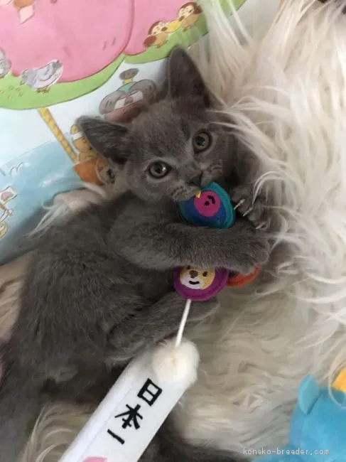 yuki 様のお迎えした子猫
