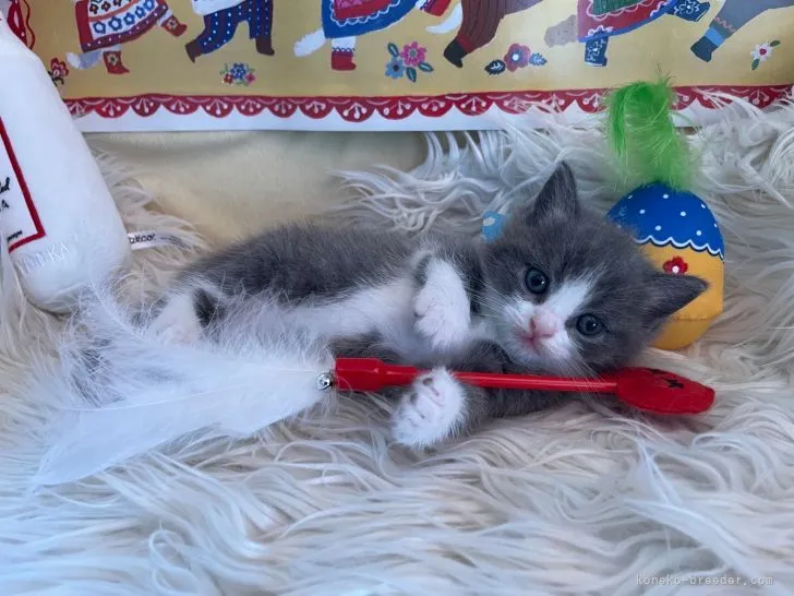 ドド 様のお迎えした子猫