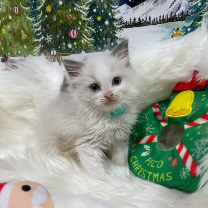 ID：2312-02426の子猫