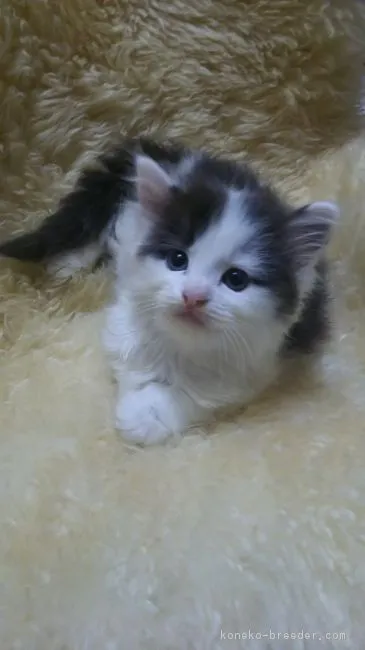 JOY 様のお迎えした子猫