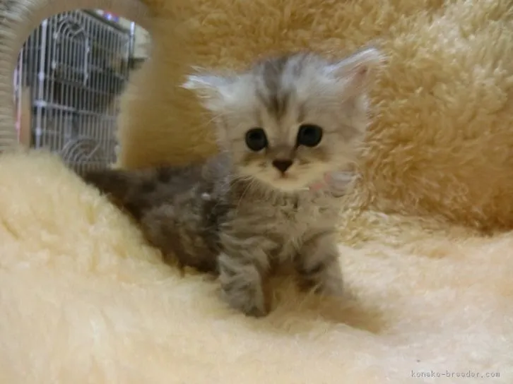 ID：1608-00184の子猫