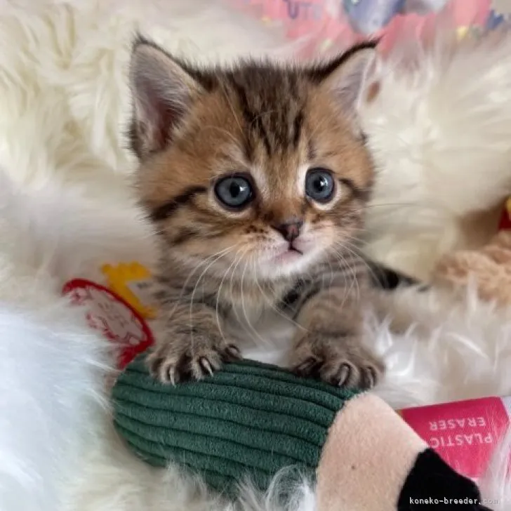 ID：2304-01638の子猫