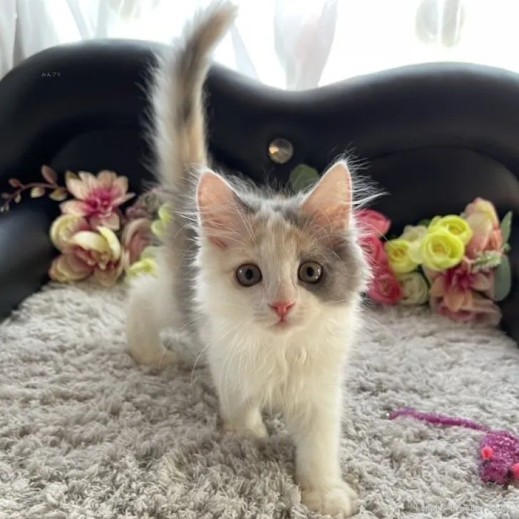 ID：2307-02728の子猫