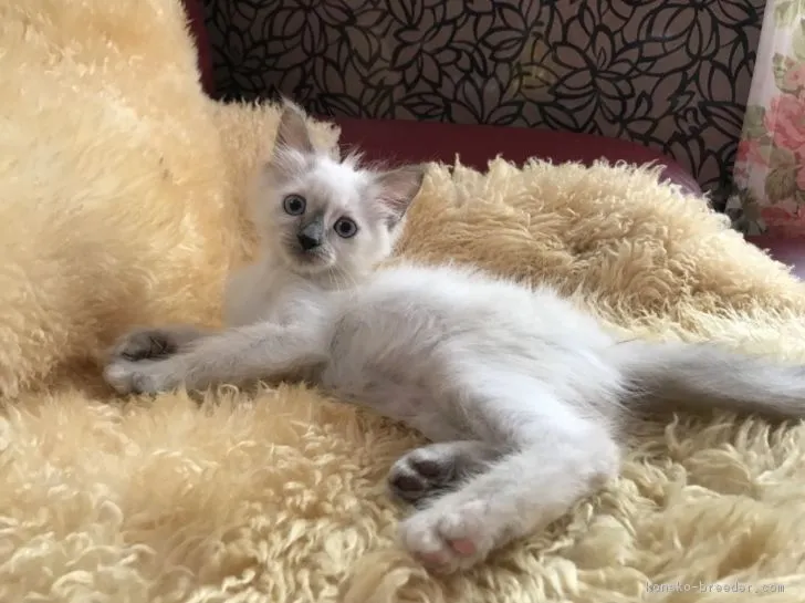 ID:1805-01200の子猫