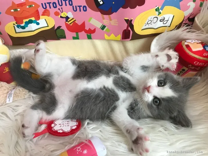 Y.M 様のお迎えした子猫