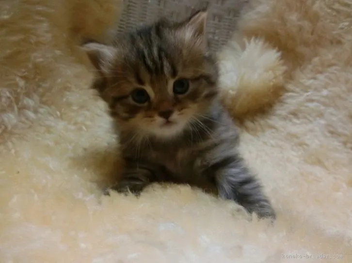 ID：1610-00442の子猫