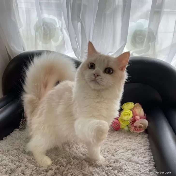 ID:2312-02449の子猫