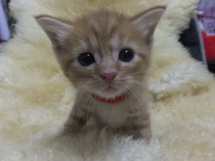 ID：1506-00131の子猫