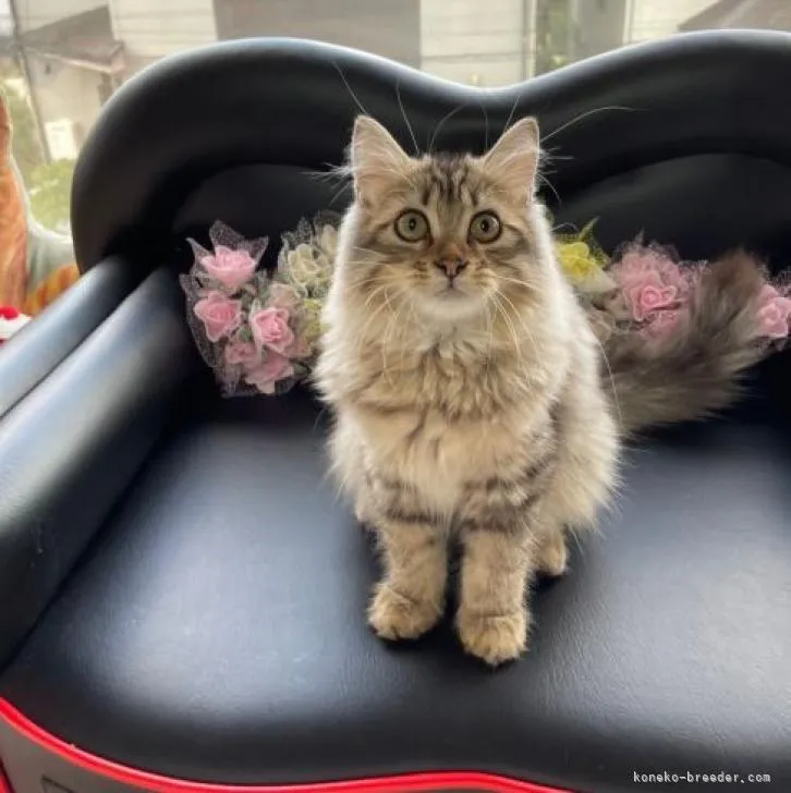 ID：2207-00266の子猫