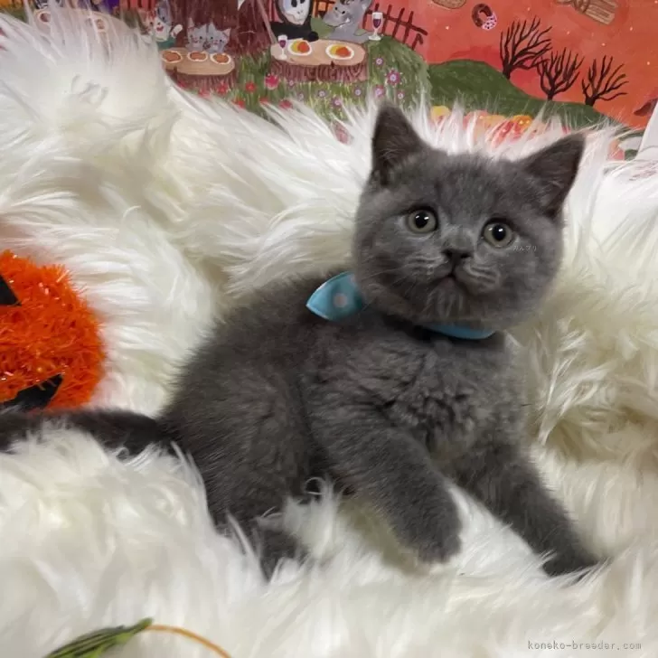 ID:2410-00536の子猫
