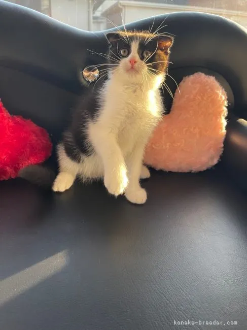 ID：2110-02149の子猫