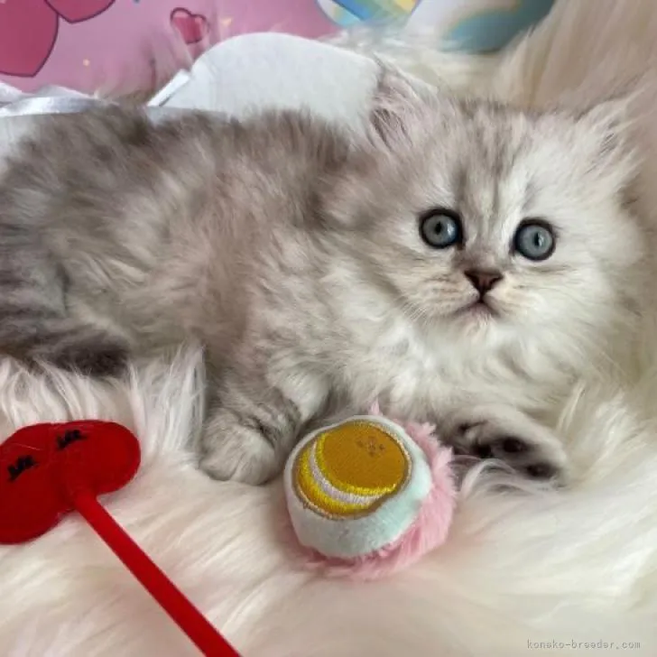 ヤグ 様のお迎えした子猫