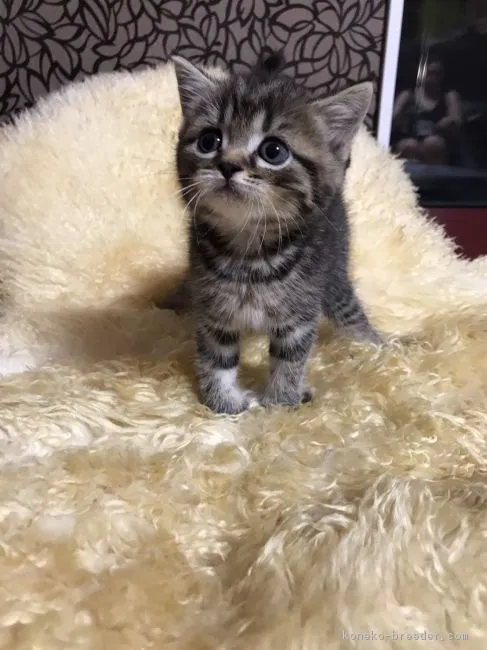 ID：1707-01067の子猫