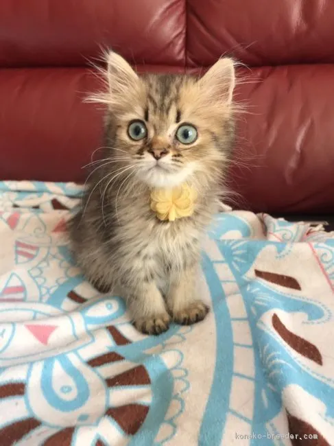 ID：1909-00191の子猫