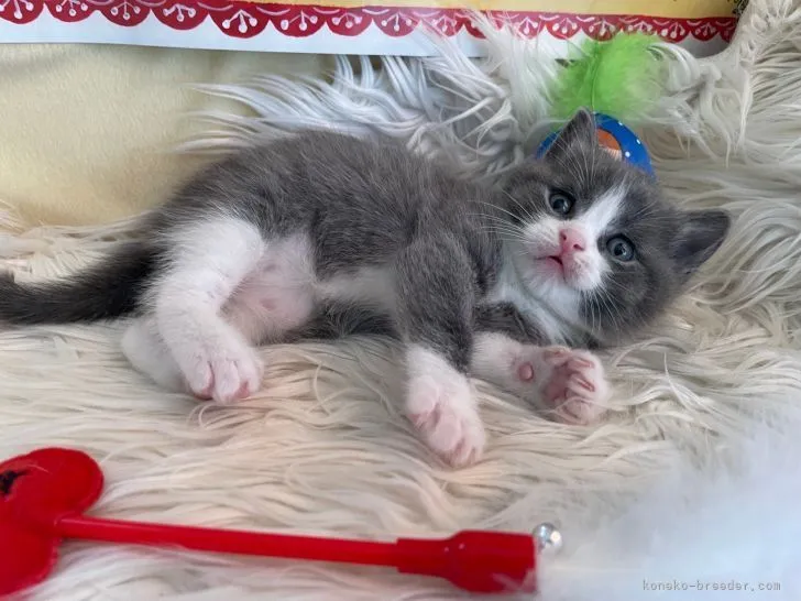 かえるう 様のお迎えした子猫