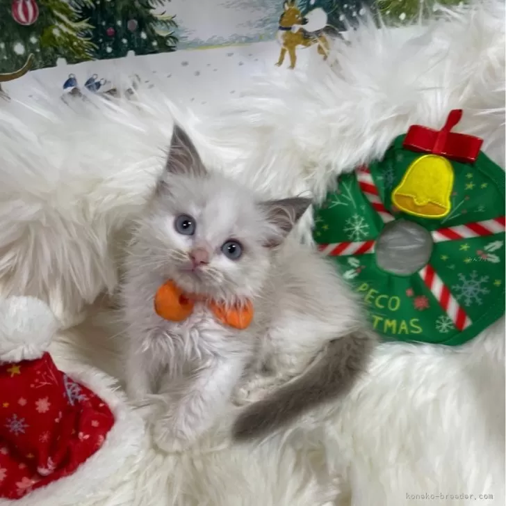 ID:2312-02429の子猫