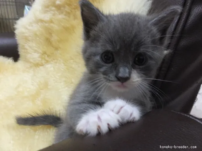 ID：1509-00100の子猫