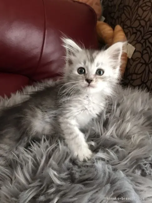 n.hamada 様のお迎えした子猫