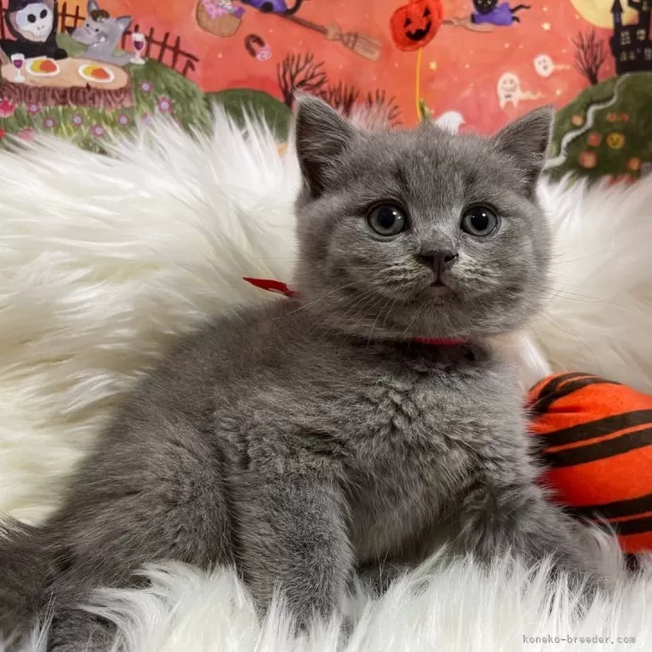 ID：2410-00537の子猫