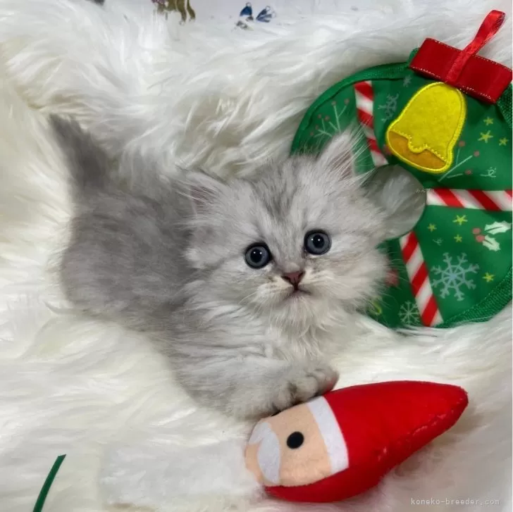 ID：2312-02447の子猫