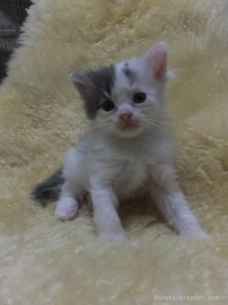 ID:1507-00039の子猫