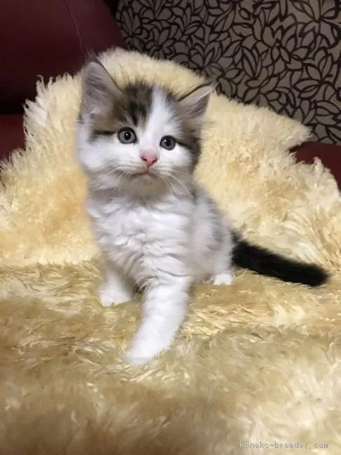 ID：1707-01074の子猫